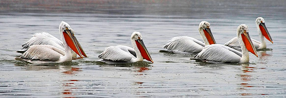 bird watching tours bulgaria